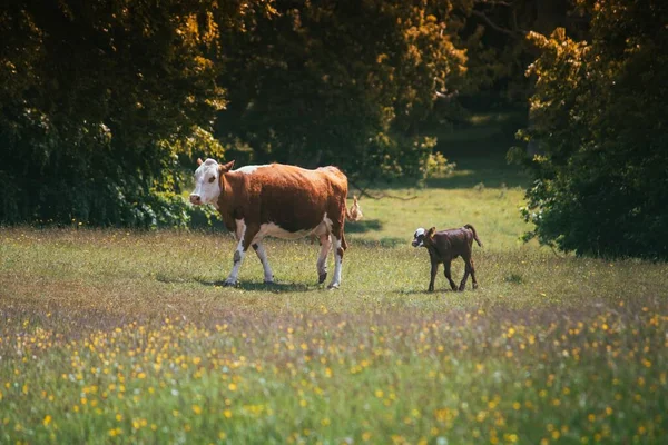 Una Vaca Madre Hinterwald Campo Con Ternero Caminando Sobre Fondo —  Fotos de Stock