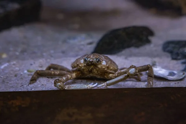 Closeup Crab Relaxing Tank — Stock Photo, Image