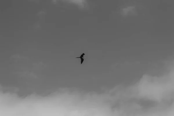 Gökyüzünde Uçan Kuşların Gri Tonlu Görüntüsü — Stok fotoğraf