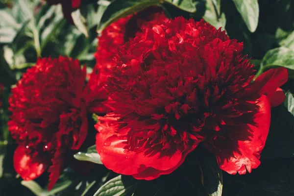 Primer Plano Peonías Encanto Rojo Creciendo Jardín — Foto de Stock