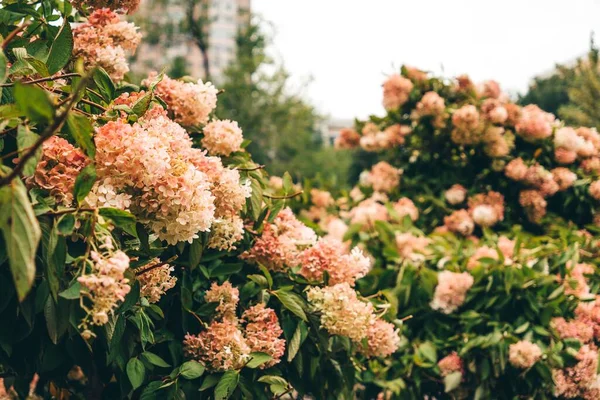 Eine Nahaufnahme Von Rosa Blumen Garten — Stockfoto