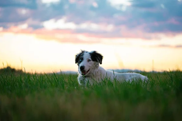Ένας Σκύλος Τρέχει Ένα Πράσινο Πεδίο Κατά Διάρκεια Του Ηλιοβασιλέματος — Φωτογραφία Αρχείου