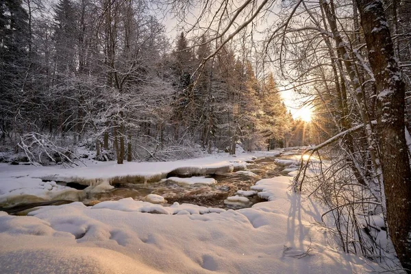 Bosque Nieve Atardecer —  Fotos de Stock