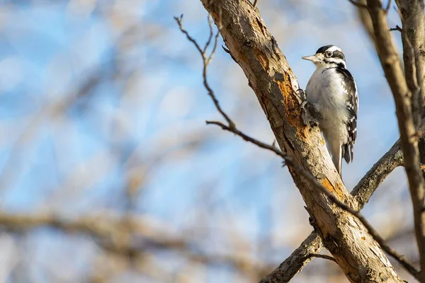 Selective Focus Shot Spotted Woodpecker Bird Perched Tree — Stock Photo, Image