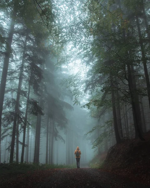 Вертикаль Человека Гуляющего Сосновом Лесу Чешской Республике Туманный День — стоковое фото