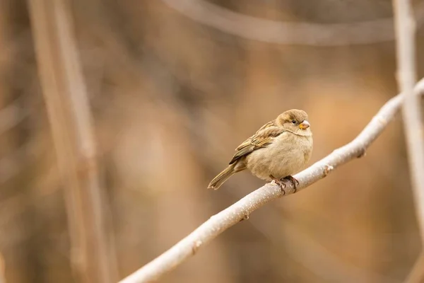 Ein Kleiner Sperling Hockt Auf Einem Ast — Stockfoto