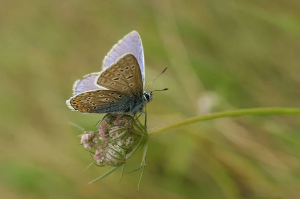 일반적 나비의 매크로 — 스톡 사진