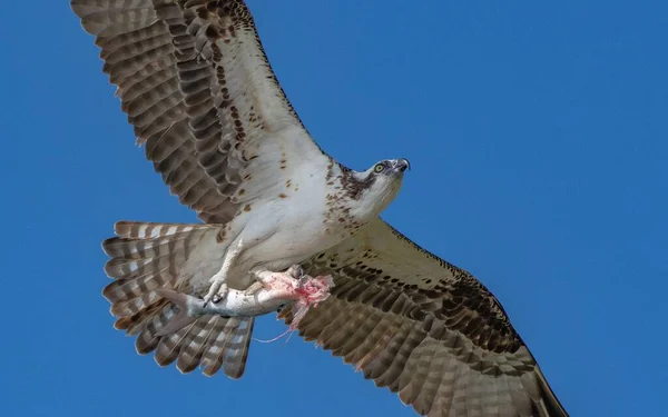 Osprey Vicioso Voo Com Asas Espalhadas Grandes Sob Céu Desobstruído — Fotografia de Stock