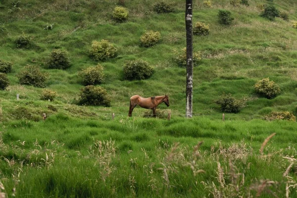 Високий Кут Вистрілу Коричневого Коня Пасеться Сільській Долині Кокора Колумбії — стокове фото