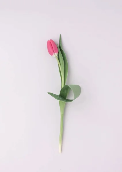 Beyaz Arka Planda Yeşil Yapraklı Pembe Bir Lale Çiçeğinin Dikey — Stok fotoğraf