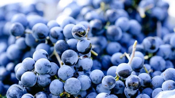 Closeup Freshly Picked Wine Grapes Harvest Winery — Stock Photo, Image