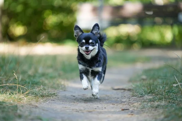 Detailní Záběr Rozkošné Černošky Bílé Chihuahua Běží Poli — Stock fotografie