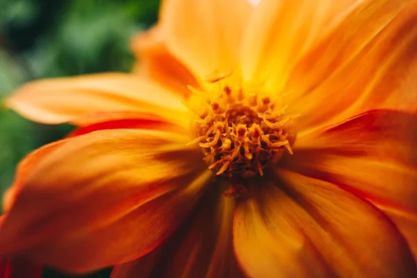 Detailní Záběr Oranžového Květu Zahradě — Stock fotografie