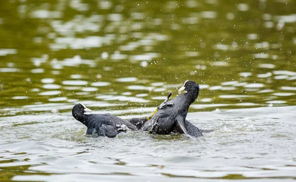 湖の中で二人のカットの戦いと水しぶきのクローズアップショット — ストック写真