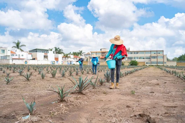Tři Mladé Rolnice Pěstující Agáve Rostliny Guadalajara Mexiko — Stock fotografie