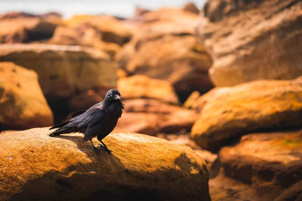 Primer Plano Cuervo Negro Parado Sobre Una Roca Bajo Luz —  Fotos de Stock