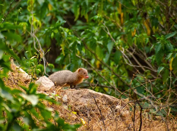 Cute Common Dwarf Mongoose Forest — Stock Photo, Image