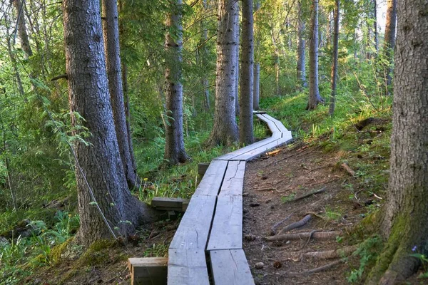 森林中的一条长木板路 — 图库照片