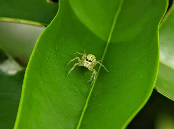 Close Uma Aranha Saltando Phintella Versicolor Uma Folha Verde — Fotografia de Stock