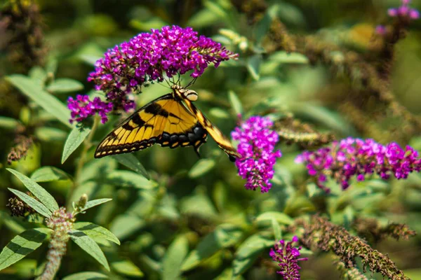 Una Mariposa Golondrina Tigre Oriental Alimentándose Del Néctar Las Flores —  Fotos de Stock