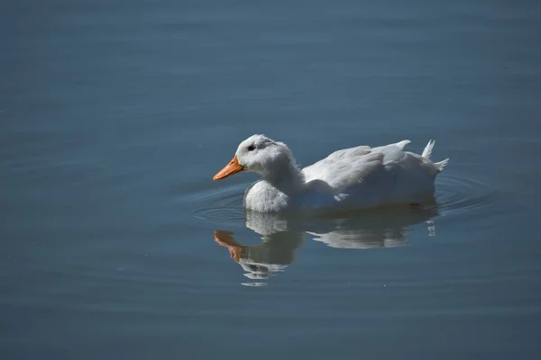 Suyun Yüzeyinde Yüzen Beyaz Pekin Ördeğine Yakın Çekim — Stok fotoğraf