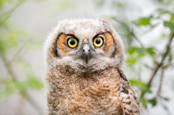 Closeup Shot Great Horned Owlet Bubo Virginianus Trees Blurred Background — Stock Photo, Image