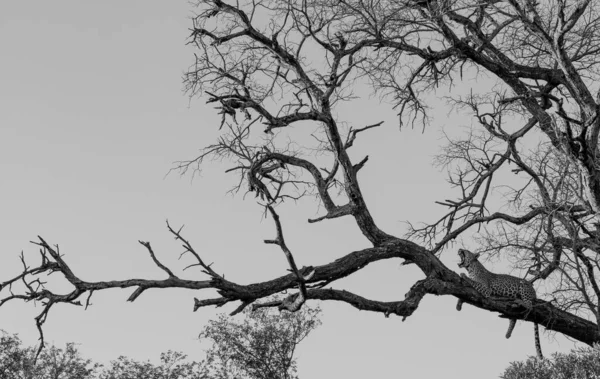 Виріб Леопарда Відкритим Ротом Розслаблюється Безлисті Дереві Південній Африці — стокове фото
