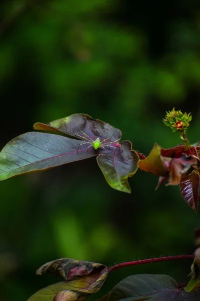Μια Κάθετη Μακροσκοπική Λήψη Ενός Πράσινου Εντόμου Κάθεται Ένα Φυτό — Φωτογραφία Αρχείου
