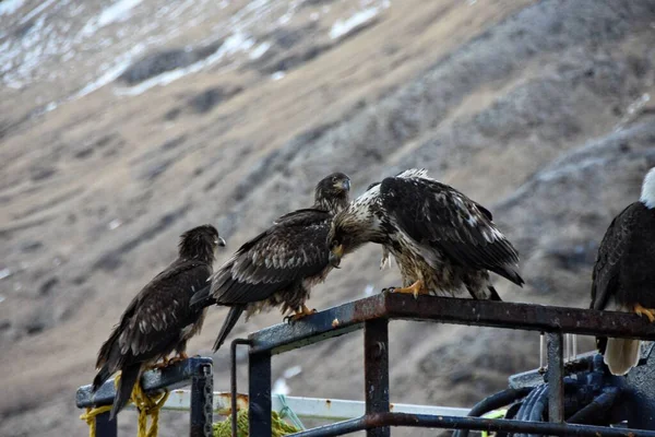 Una Vista Las Águilas Oro Alaska Encaramadas Poste Metálico —  Fotos de Stock