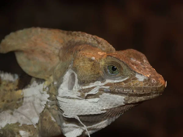 Closeup Corytophanes Hernandesii Lizard — Stock Photo, Image