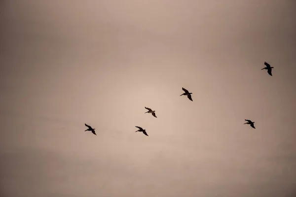 Siluetă Unui Stol Păsări Zburând Sub Cer Tulbure Timpul Apusului — Fotografie, imagine de stoc