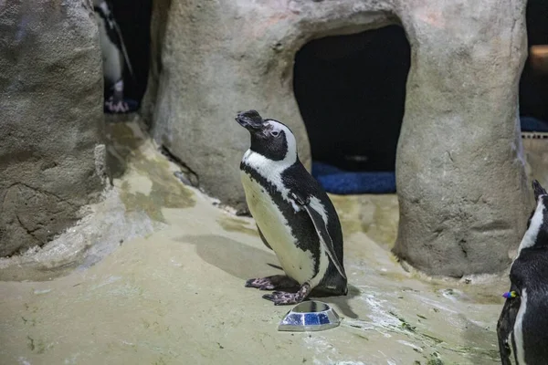 Een Close Van Een Schattige Slapende Pinguïn — Stockfoto