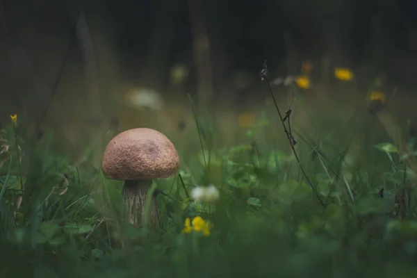 背景がぼやけている森の中に生えている小さなキノコの塊 — ストック写真