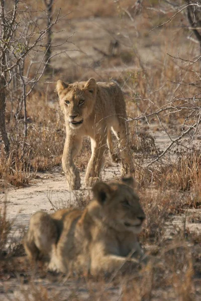 Μια Κάθετη Κοντινό Πλάνο Των Λιονταριών Ulusaba Στο Sabi Sands — Φωτογραφία Αρχείου