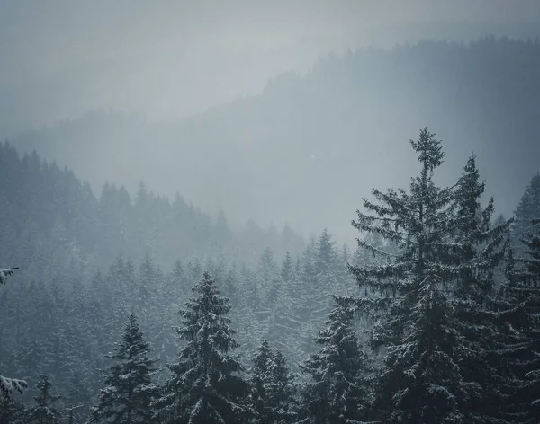 Een Luchtfoto Van Een Dennenbos Bedekt Met Sneeuw Beskydy Bergen — Stockfoto