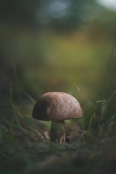 Eine Nahaufnahme Eines Kleinen Pilzes Der Einem Wald Mit Verschwommenem — Stockfoto