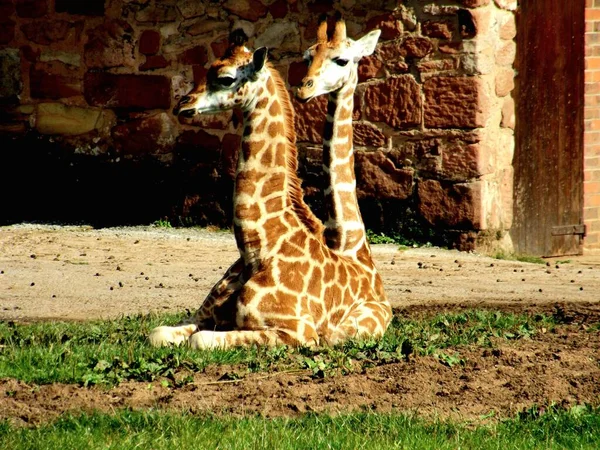 两只长颈鹿似乎是双头的 在公园里有美丽的斑纹图案 — 图库照片