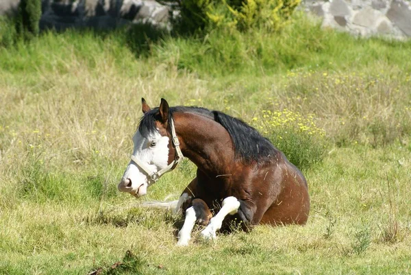 Beau Fils Gunner Horse — Photo
