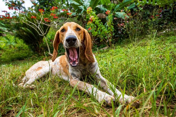 Очаровательная Коричневая Лающая Собака Травянистой Поляне — стоковое фото