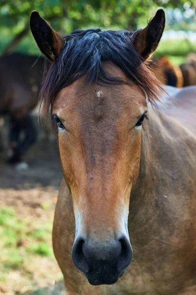 Ein Vertikales Porträt Des Entzückenden Braunen Pferdes Das Die Kamera — Stockfoto