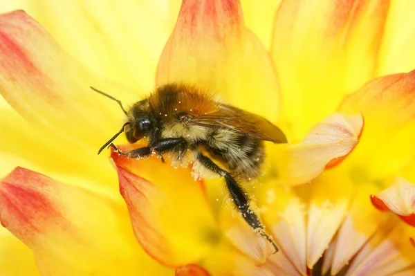 Ένα Κοντινό Πλάνο Του Bronw Banded Carder Bumble Μέλισσα Επικονιάζοντας — Φωτογραφία Αρχείου