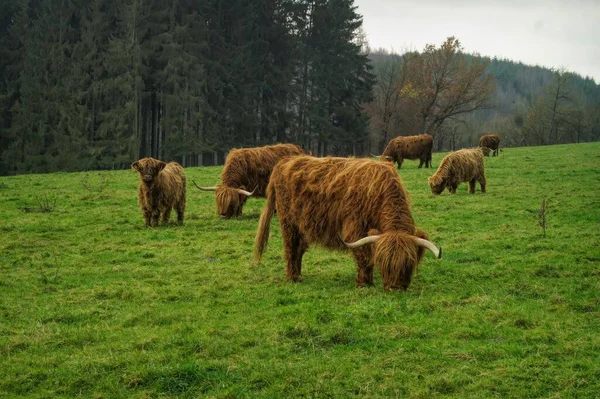 Una Manada Vacas Montañesas Cuerno Largo Pastando Prado Verde — Foto de Stock