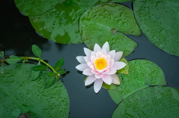 Uma Pequena Flor Lírio Água Branca Lago — Fotografia de Stock