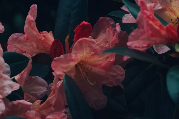 Primer Plano Rhododendron Creciendo Jardín —  Fotos de Stock