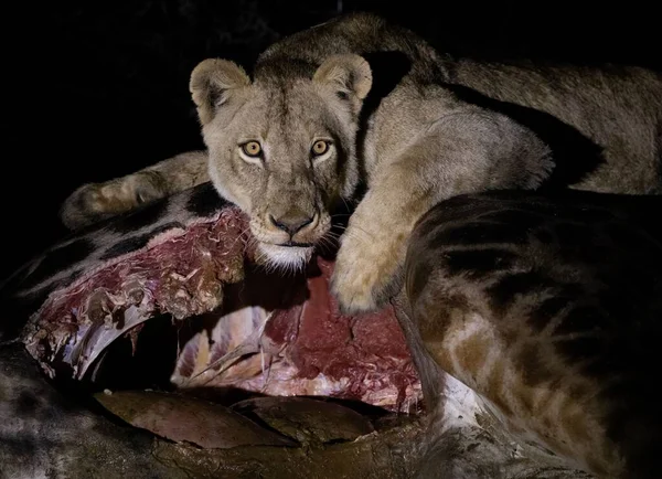 A lion eating the hunt in safari of South Africa at night