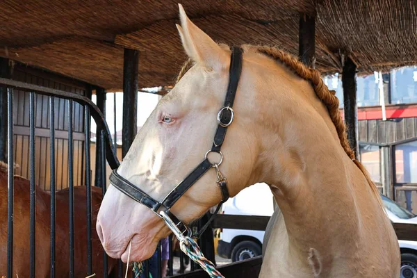 Eine Nahaufnahme Eines Blassorangen Pferdes Auf Der Nationalen Pferdemesse 2022 — Stockfoto