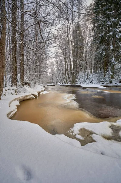 雪の森を流れる川の垂直ショット — ストック写真