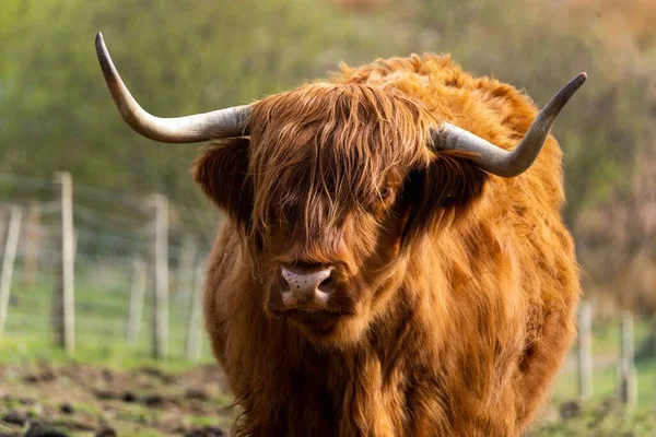 Bir Çiftlikteki Gün Işığı Altında Bir Skoç Sığırının Portresi — Stok fotoğraf