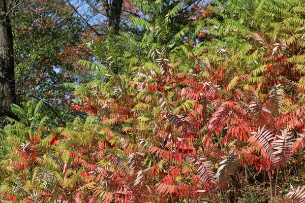 Sonbahar Bahçesindeki Renkli Yapraklı Çalıların Yakın Çekimi — Stok fotoğraf