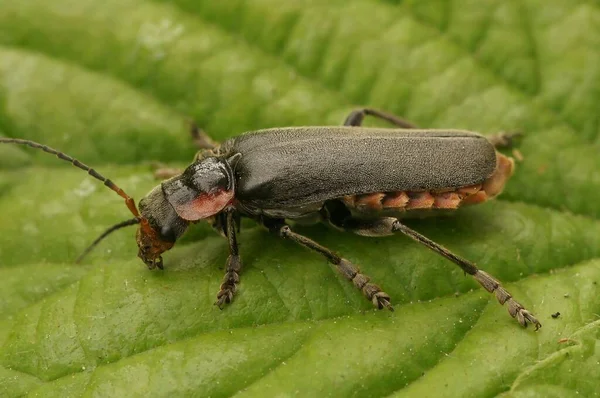Una Macro Toma Escarabajo Soldado Cantharis Fusca Hoja Verde — Foto de Stock